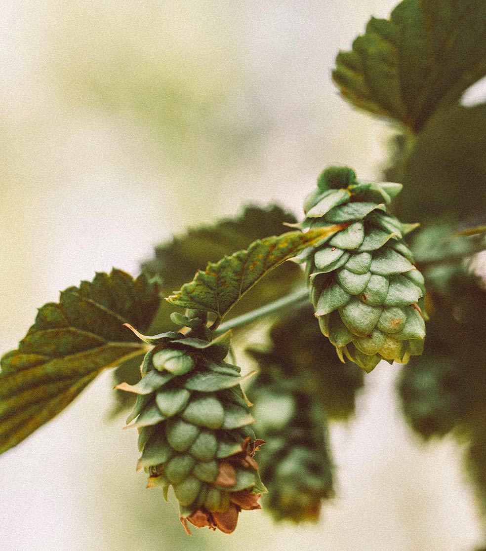 logo-bières-microbrasseriebarque!