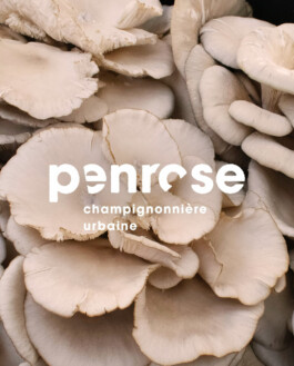 atelier shiroi graphisme identité visuelle communication illustration Nantes