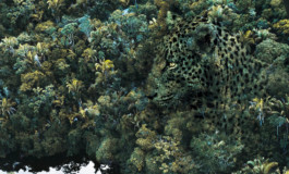  atelier shiroi graphisme identité visuelle communication illustration Nantes