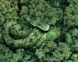  atelier shiroi graphisme identité visuelle communication illustration Nantes