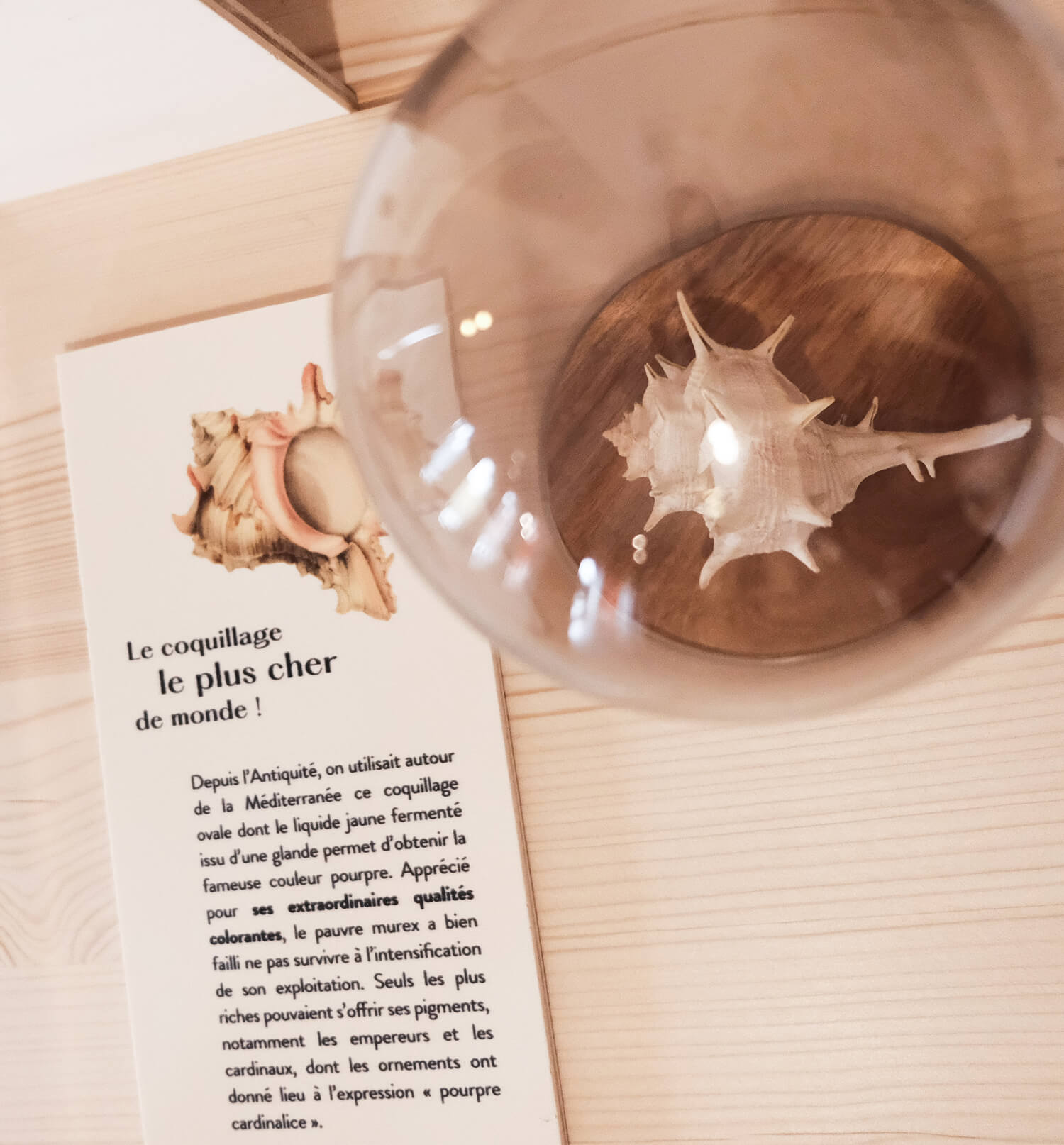 atelier shiroi graphisme identité visuelle communication illustration Nantes