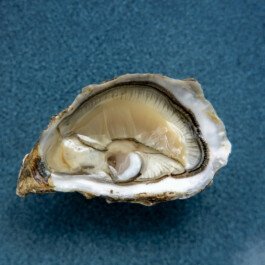 atelier shiroi graphisme identité visuelle communication illustration Nantes