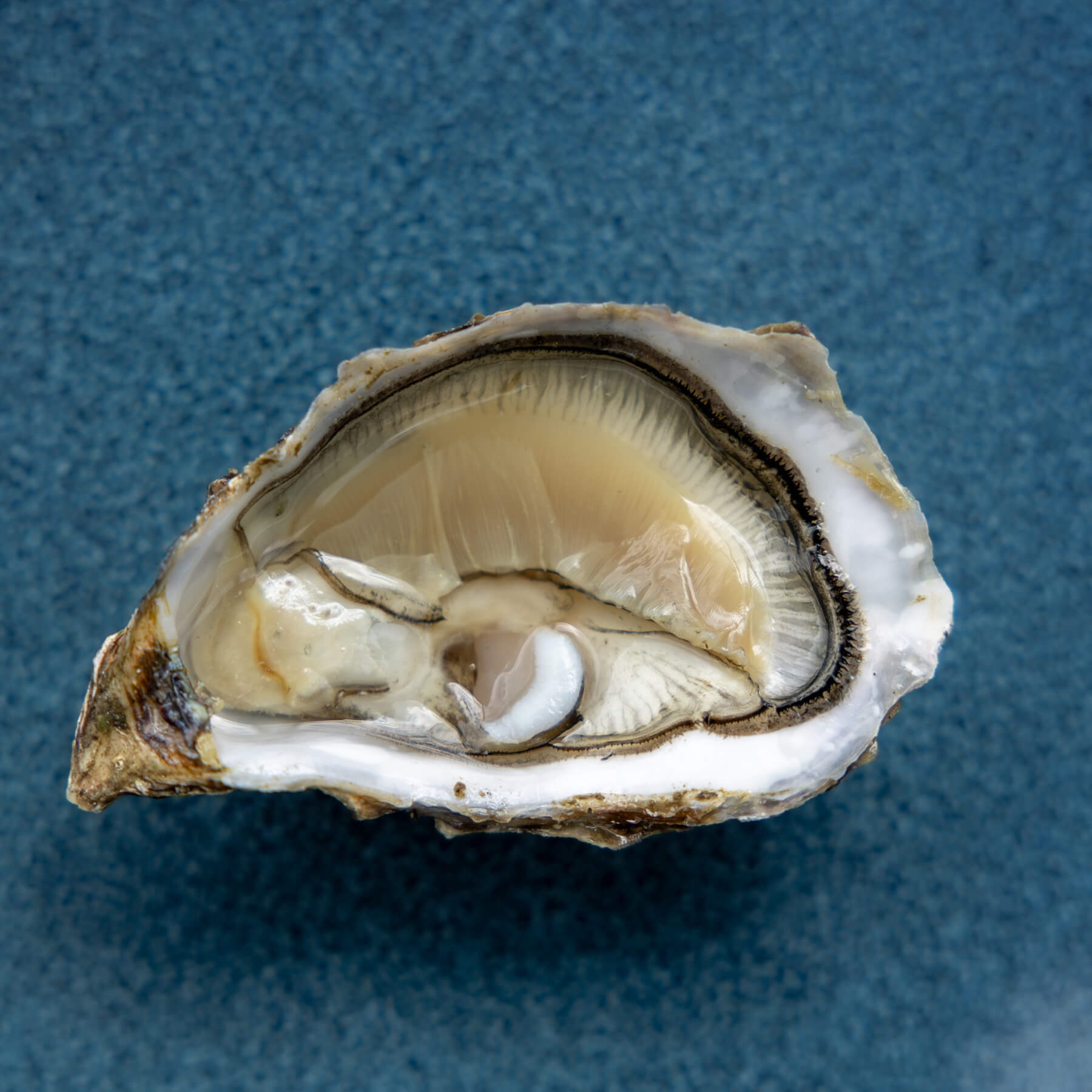 atelier shiroi graphisme identité visuelle communication illustration Nantes