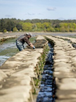 atelier shiroi graphisme identité visuelle communication illustration Nantes