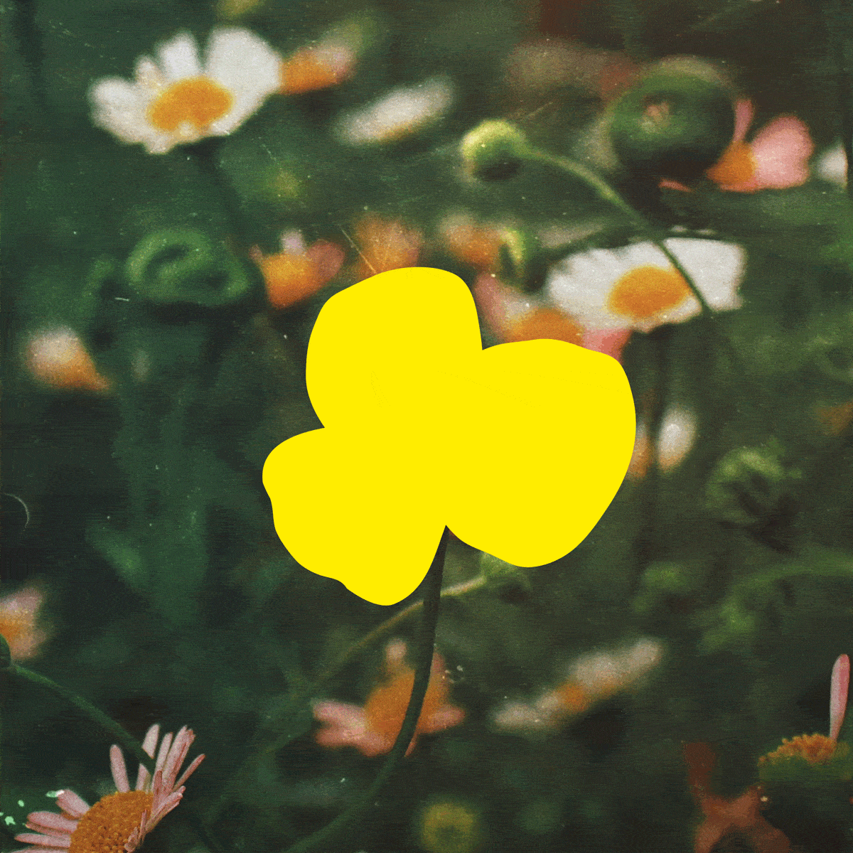 Ferme florale identite visuelle 30 atelier shiroi graphisme identité visuelle communication illustration Nantes