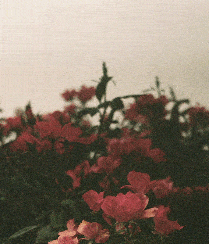 Ferme florale identite visuelle 34