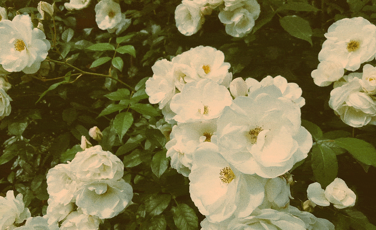 Ferme florale identite visuelle 36