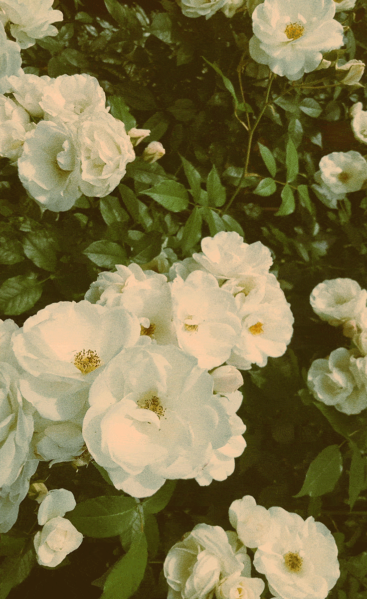 Ferme florale identite visuelle 37