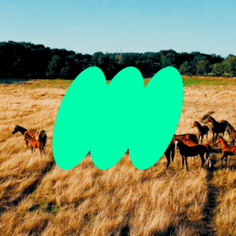 Mavericks identite visuelle 22